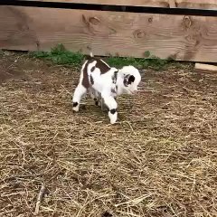Regardez cet Adorable Petit Agneau Bondir...Il devient la star du net avec cette vidéo