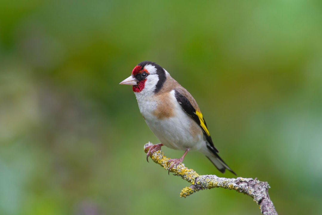 Hécatombe chez les oiseaux des campagnes