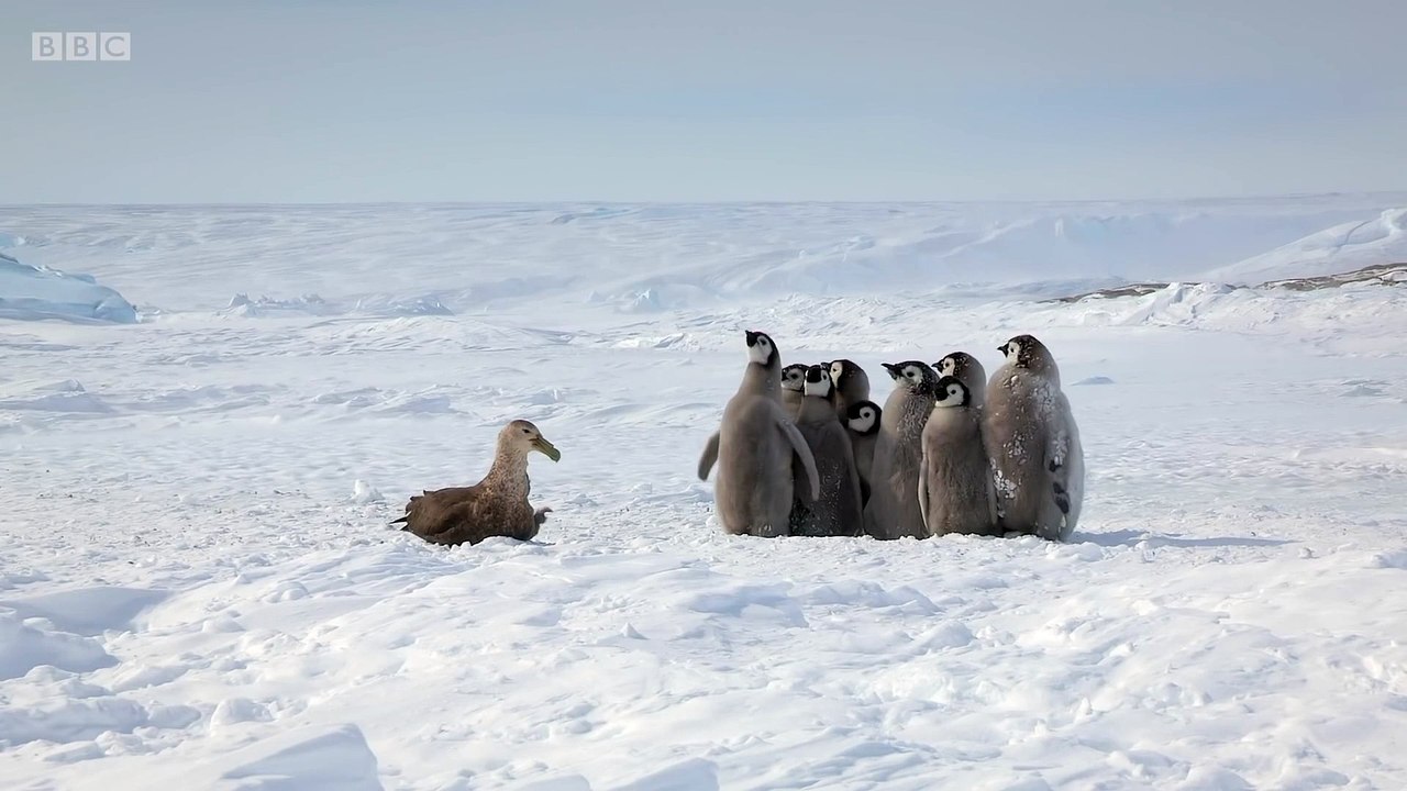 EPIC PENGUIN VS GIANT PETREL