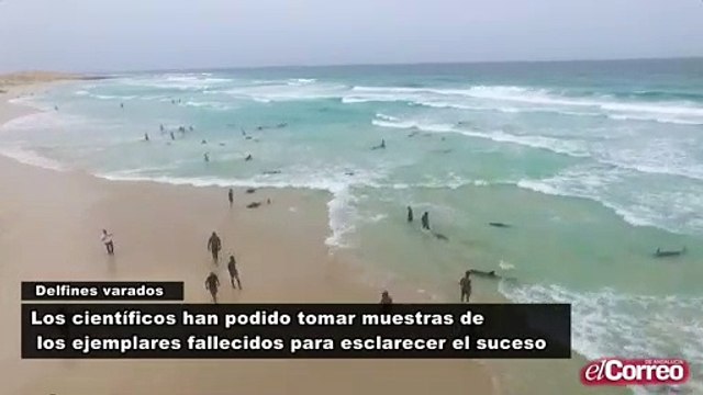 Más de un centenar de delfines varan en un playa de Cabo Verde
