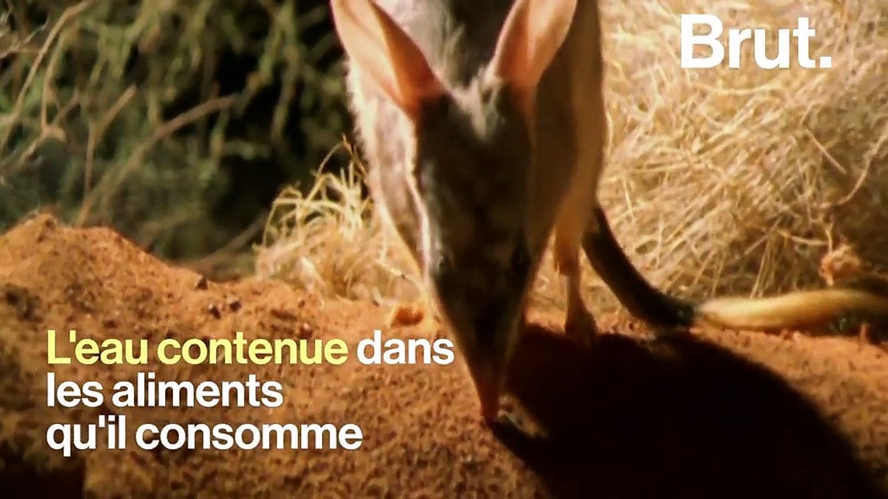 Qu'est-ce que le bilby, cet animal qui ne boit jamais d'eau ?