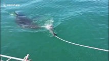 Heart-stopping moment great white shark almost latches onto cameraman off South Africa