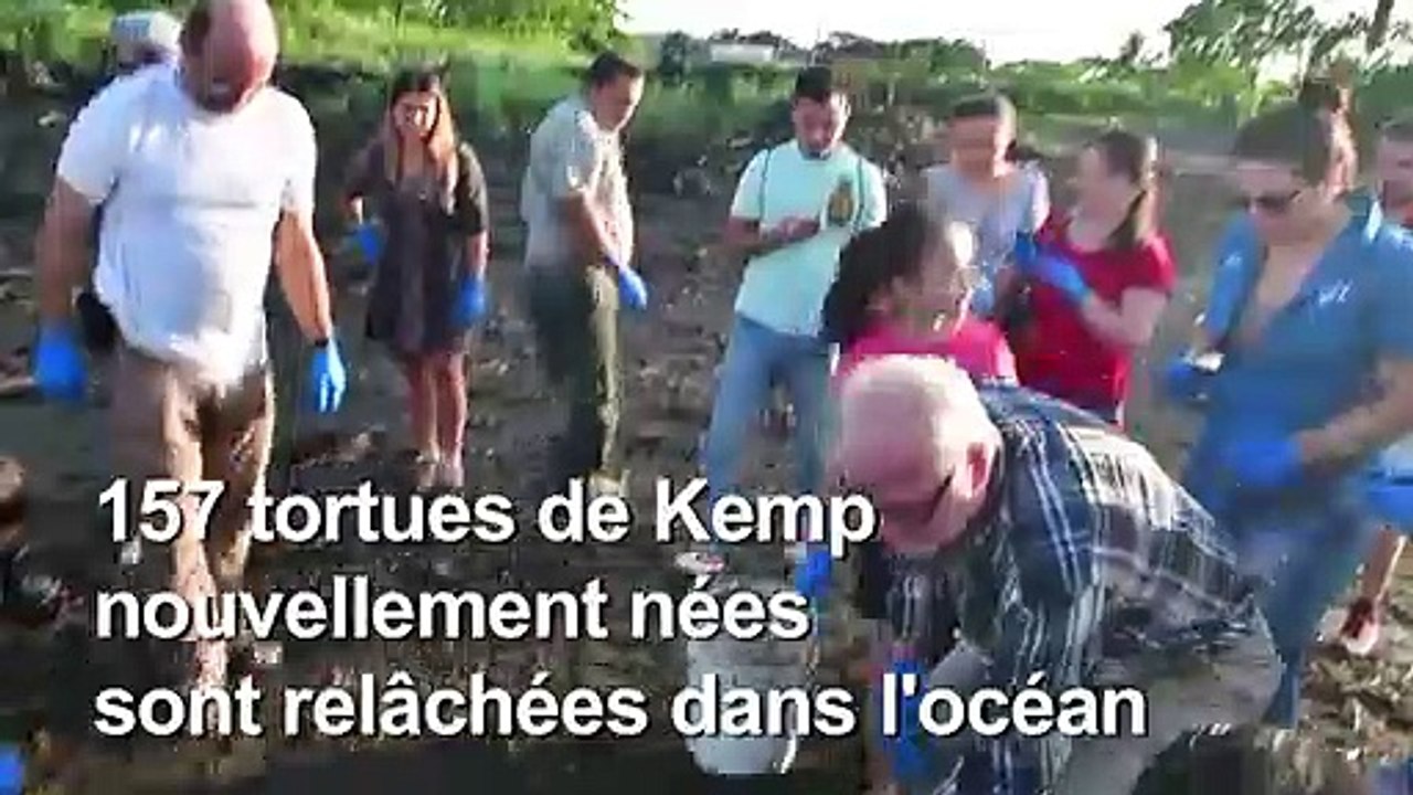 157 rares bébés tortues marines relâchés dans le Pacifique