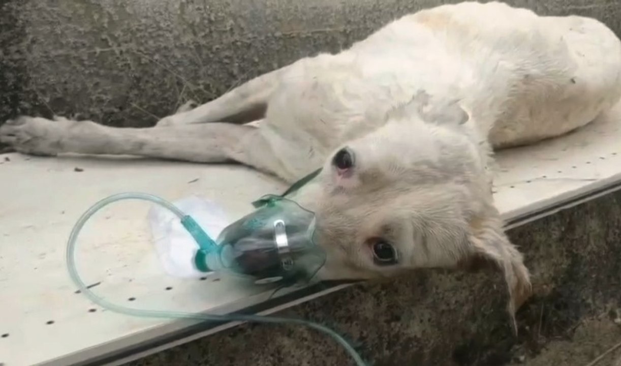 Bolognetta (PA) - Incendio danneggia abitazione, tre persone e un cane soccorse  di Vigili del Fuoco (26.09.19)