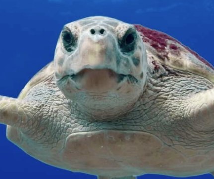 Les tortues marines : des espèces à protéger de toute urgence