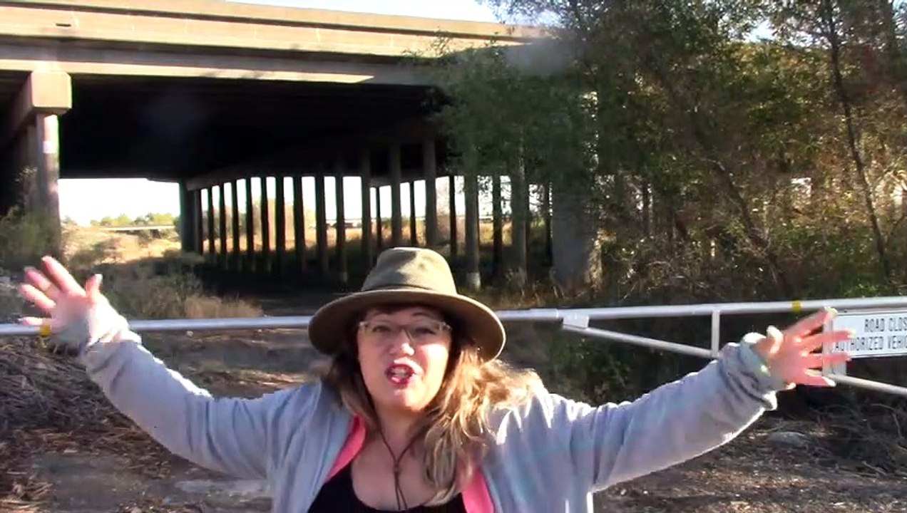 Bats in the Yolo Causeway