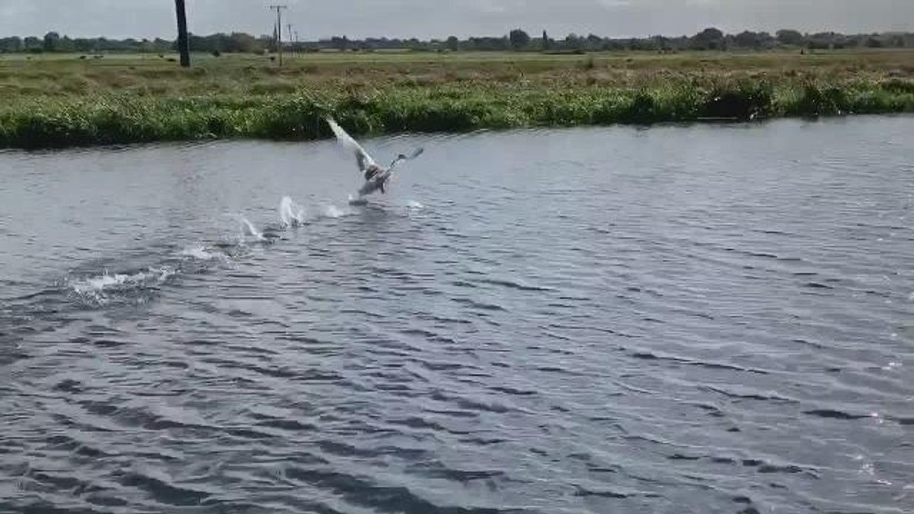 Swan caught in Peterborough is released back in...