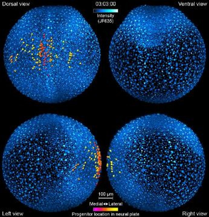 Migration des neurones dans l'embryon de poisson-zèbre
