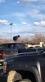 Pooch Waits Patiently on Top of Truck