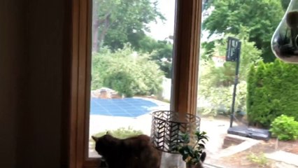 Bird is Rescued and Released