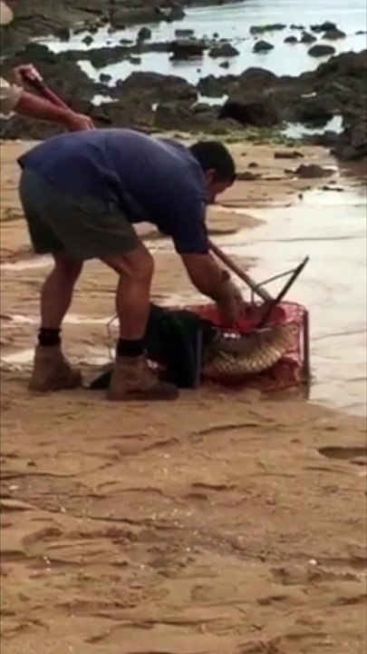 Crab Pot Caught a Croc