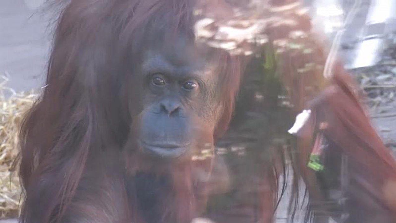 Nach 33 Jahren hinter Gittern: Argentinische Orang-Utan-Dame zieht ins Affenreservat um