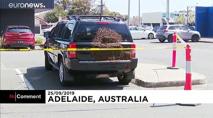 Swarm of bees creates a buzz in an Adelaide car park