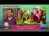 Lo que debes saber sobre las plantas carnívoras mexicanas | Sale el Sol