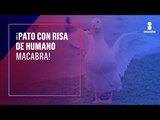 Un pato con risa macabra de humano se vuelve viral | Noticias con Yuriria Sierra