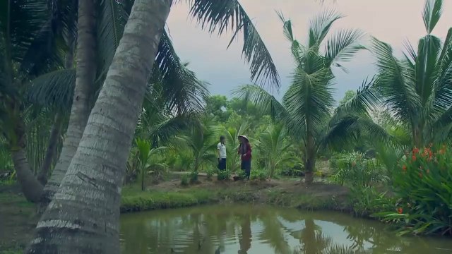 Tiếng Sét Trong Mưa tập 36 – Có link tập 37 và trọn bộ bên dưới - Phim Việt Nam THVL1 - Phim tieng set trong mua tap 36