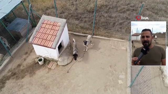 Bu Köpek Lüks Bir Otomobil Fiyatında, Değeri Dudak Uçuklatıyor