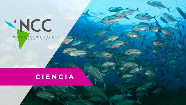 Paseantes ayudan a regresar peces vivos varados en playas de México