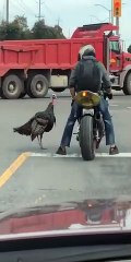 Un motard est attaqué par un dindon sauvage