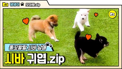 [#모아봤zip] ※입틀막※ 아기 시바 귀여워!!!!!! 시바 꼬물이들 어쩔거야!!!!! 악!!!♥ | #대화가필요한개냥 | #Diggle