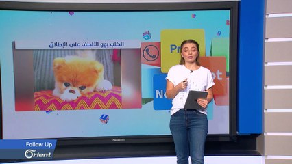 جنازة مهيبة لوداع قط في لندن حضرها 450 حيوانا أليفا