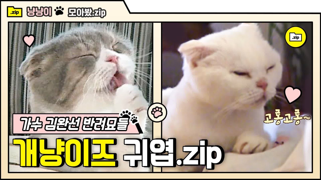 [#모아봤zip] 6 개냥이 엄마 김완선 엄마바라기들♥ 댕댕이 아닙니까?!! 애교 한 번에 또 치인다 (핡) | #대화가필요한개냥 | #Diggle