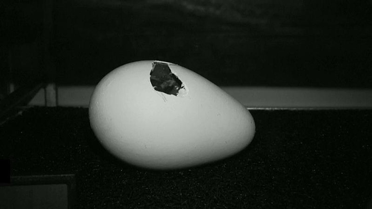 Hier schlüpft ein Kaiserpinguin