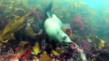 Ce plongeur nage avec des otaries qui jouent avec lui !