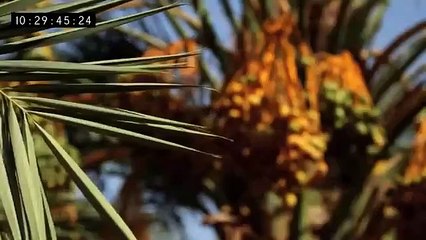 Secrets Of The Bible The Fall Of Jericho Part 4