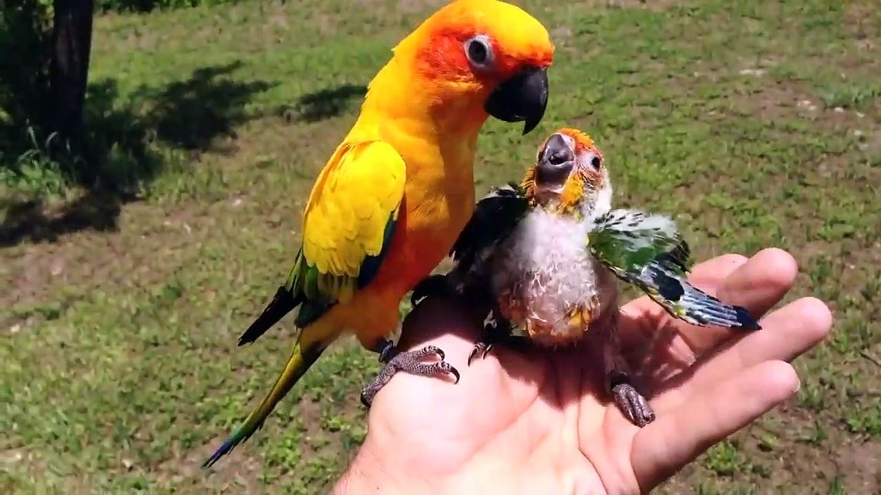 Images incroyables d'une femelle perroquet qui nourrit son bébé dans la main de son maitre...