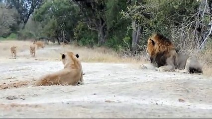 En voilà une belle famille de lions... Adorable