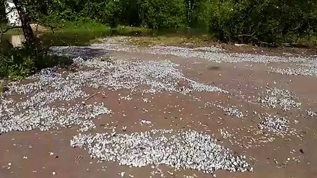 Cette plage russe est recouverte de milliers de papillons... Butterfly Beach