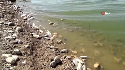 Adıyaman'da korkutan balık ölümleri