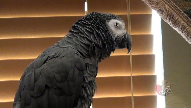 Talking parrot has a unique way of counting