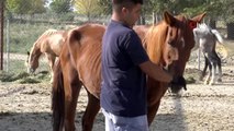 - Faytonlar kaldırılmıştı, o atlar artık İzmir Doğal Yaşam Parkında