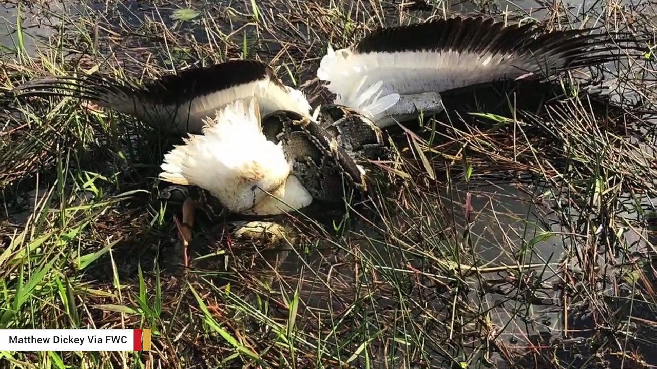 A Burmese Python Was Spotted Constricting White Pelican In Florida ...
