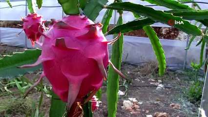 Ejder meyvesiyle tanıştı, kazancını katladı