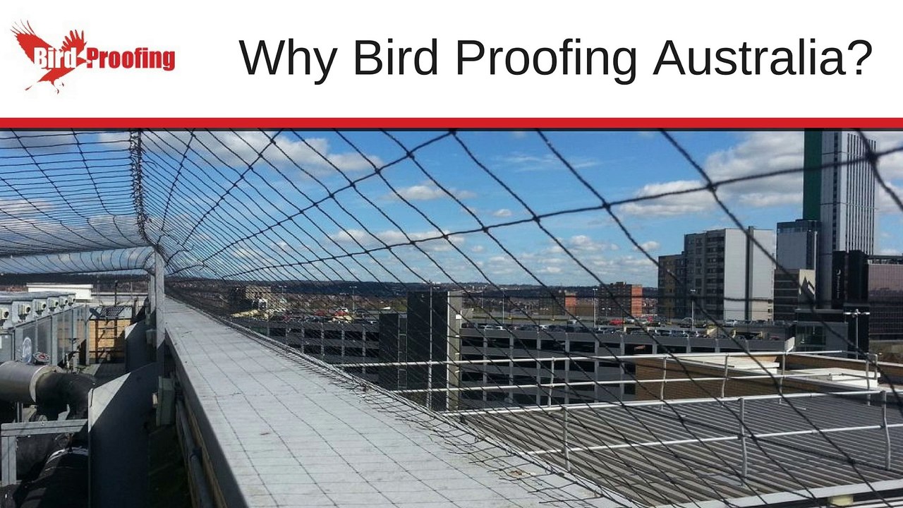 Why Bird Proofing Australia?