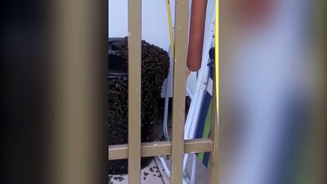 Moradora pede ajuda para retirar enxame de abelhas de residência