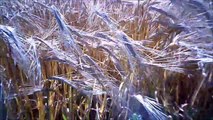 MCH 199 WHEAT FIELDS UP CLOSE AND PERSONAL OLDS ALBERTA CANADA.