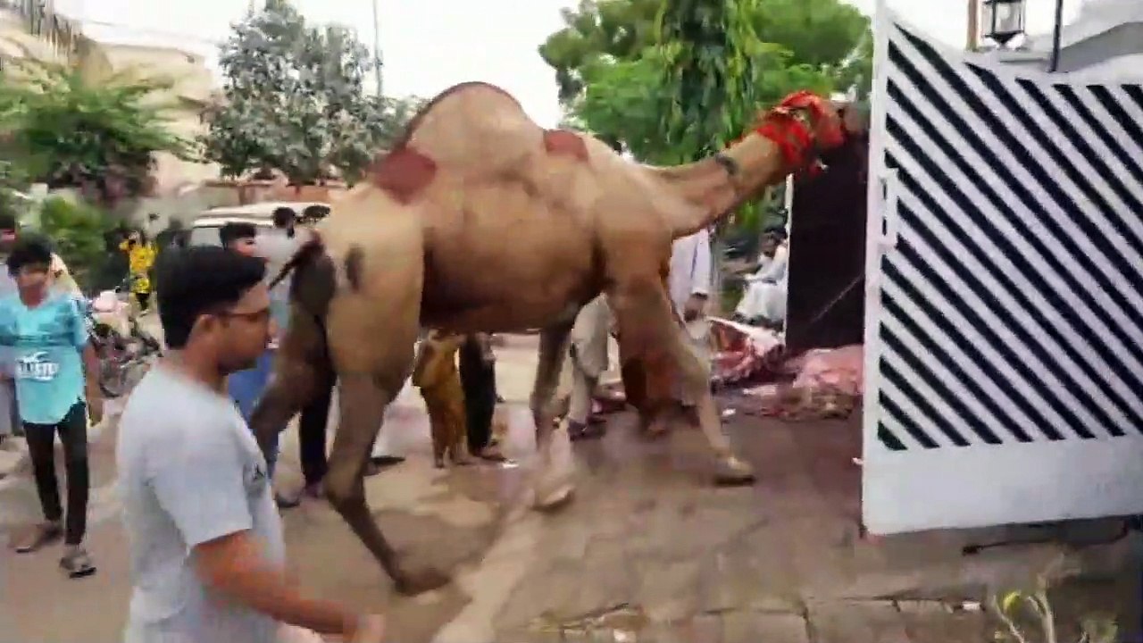 Qurbani Of Camel Part 1 | 2019 | Eid - e - Qurban