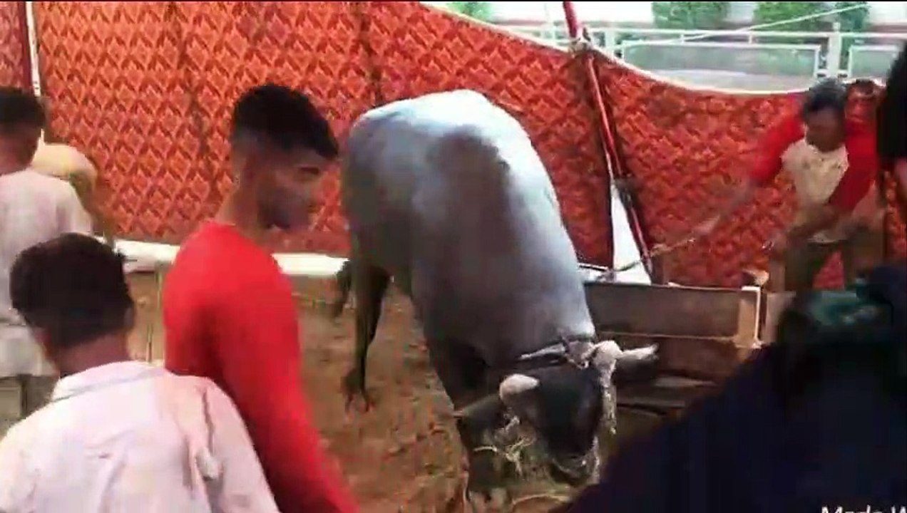 Qurbani Of Bull Part 1 | 2019 | Eid - e - Qurban