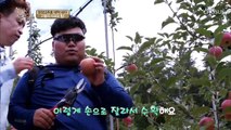 고랭지 사과? 젊으면 장비도 다르다?　장비빨 농사