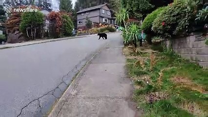 Bear spotted running through residential street in Canada