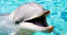 Vídeo Viral: el delfín se burla del pobre perrito