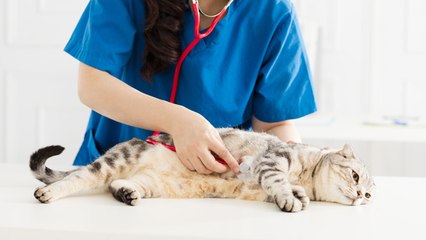 Señales de alarma en el gato