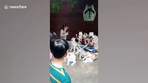 Tourists visit house which has been converted into a dog cafe in Thailand