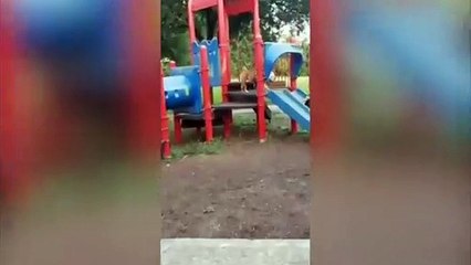 Ce chien n'a aucun respect pour ce garçon et c'est très drôle !