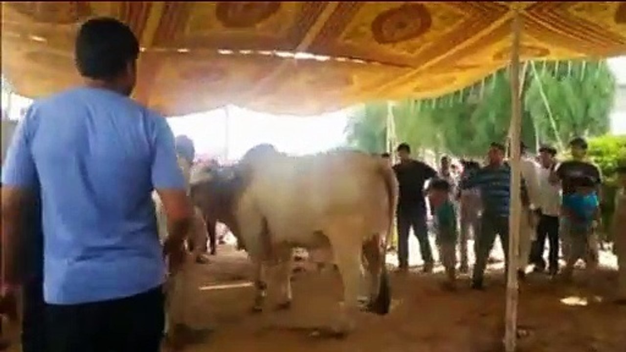 Qurbani Of Bull Part 1 | 2019 | Eid - e - Qurban