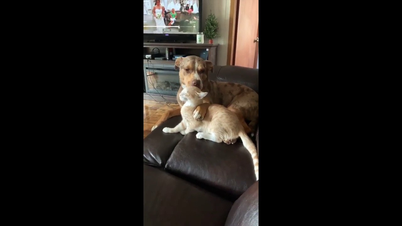 Amoureux de ce chat, ce chien manifeste son affection d'une manière étrange